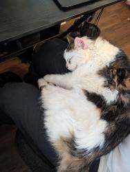 Found/Stray Male Cat last seen Druid Hill Park, Baltimore, MD 21215