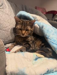 Lost Male Cat last seen Baseline and priest, Tempe, AZ 85283