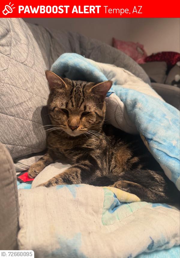 Lost Male Cat last seen Baseline and priest, Tempe, AZ 85283