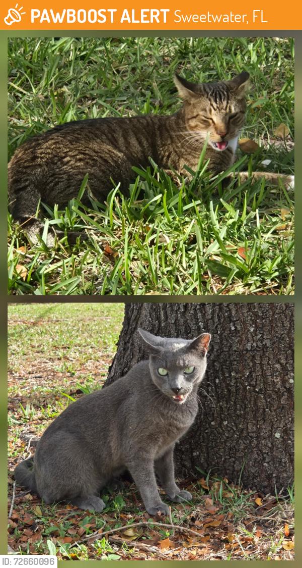Found/Stray Unknown Cat last seen Sw 114 ave near  stop sign of sw 79 st, between Kendall Indian hammocks Park and the WOW center, Miami, FL 33173