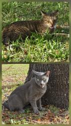 Found/Stray Unknown Cat last seen Sw 114 ave near  stop sign of sw 79 st, between Kendall Indian hammocks Park and the WOW center, Miami, FL 33173