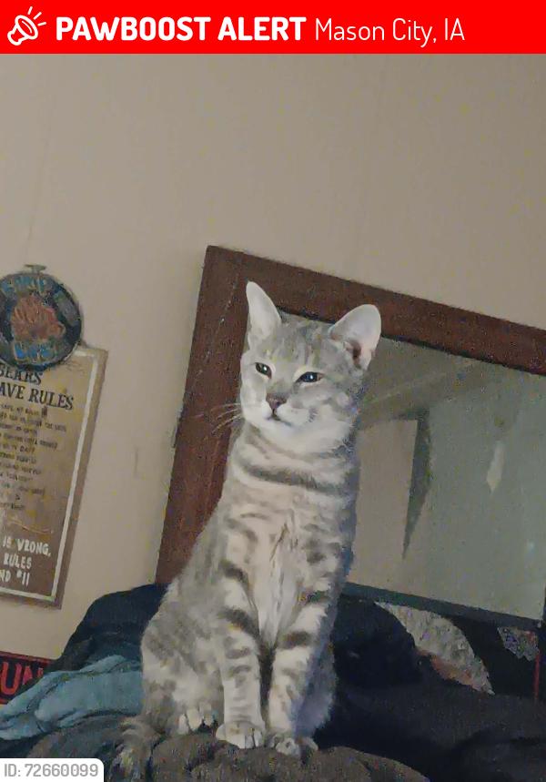 Lost Male Cat last seen Near n Jefferson.. , Mason City, IA 50401