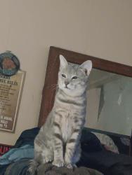 Lost Male Cat last seen Near n Jefferson.. , Mason City, IA 50401