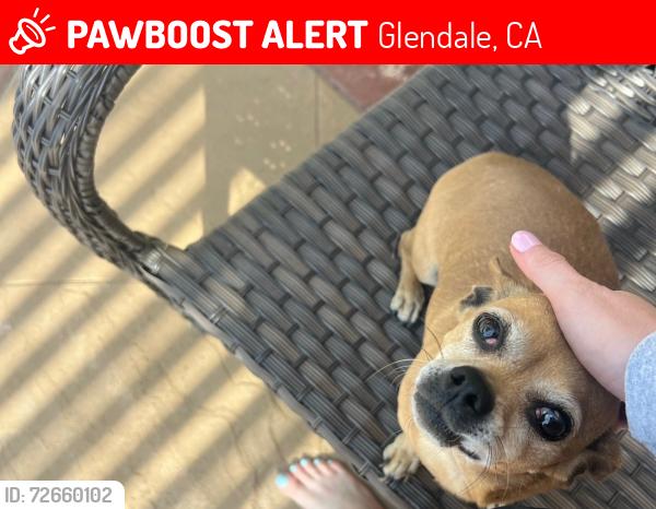 Lost Female Dog last seen San Augustine and Figueroa , Glendale, CA 91206