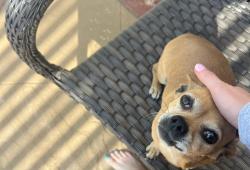 Lost Female Dog last seen San Augustine and Figueroa , Glendale, CA 91206