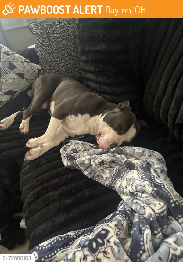 Found/Stray Male Dog last seen Near york commons blvd, Dayton, OH 45414