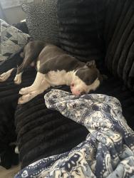 Found/Stray Male Dog last seen Near york commons blvd, Dayton, OH 45414