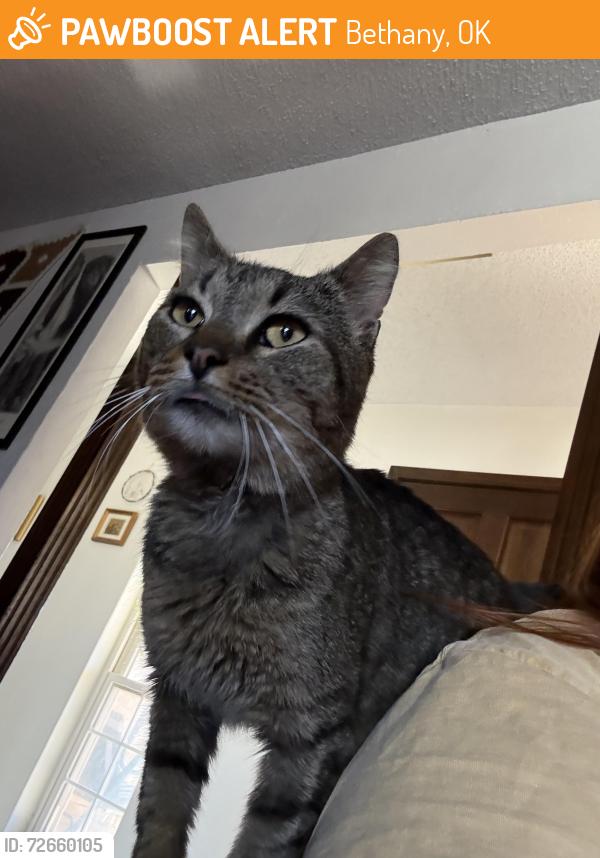 Found/Stray Male Cat last seen Council and 32nd , Bethany, OK 73008