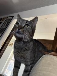 Found/Stray Male Cat last seen Council and 32nd , Bethany, OK 73008
