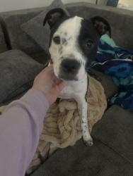 Found/Stray Female Dog last seen In a parking lot, Waco, TX 76706