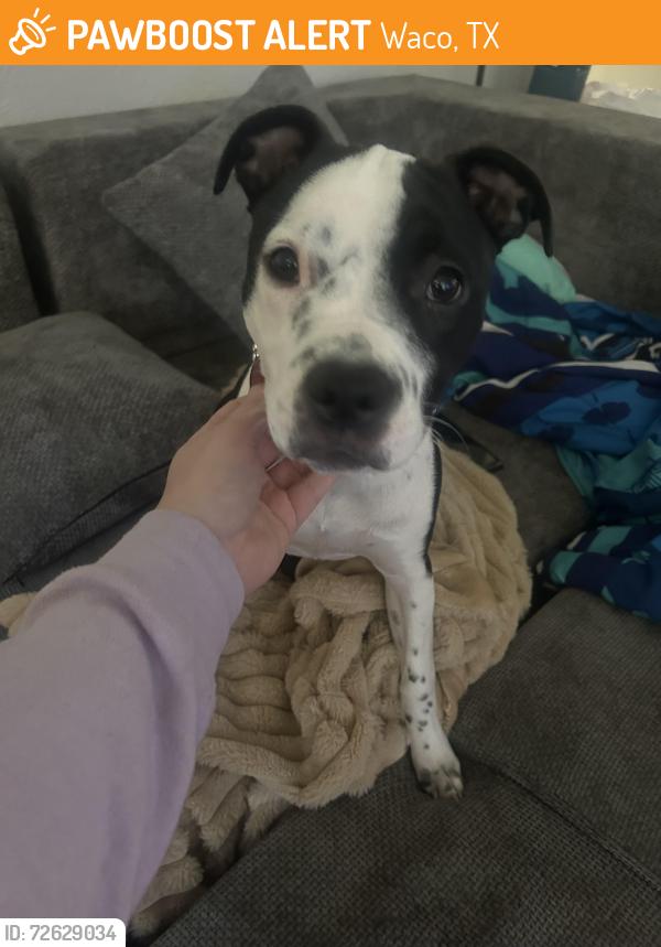 Found/Stray Female Dog last seen In a parking lot, Waco, TX 76706