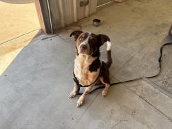 Found/Stray Unknown Dog last seen Western and Hefner , Oklahoma City, OK 73114