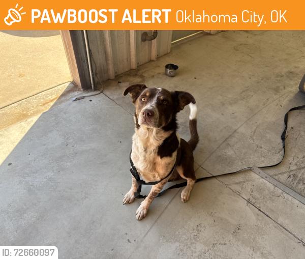 Found/Stray Unknown Dog last seen Western and Hefner , Oklahoma City, OK 73114