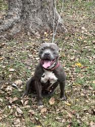 Lost Female Dog last seen Sherman 75th, Houston, TX 77011