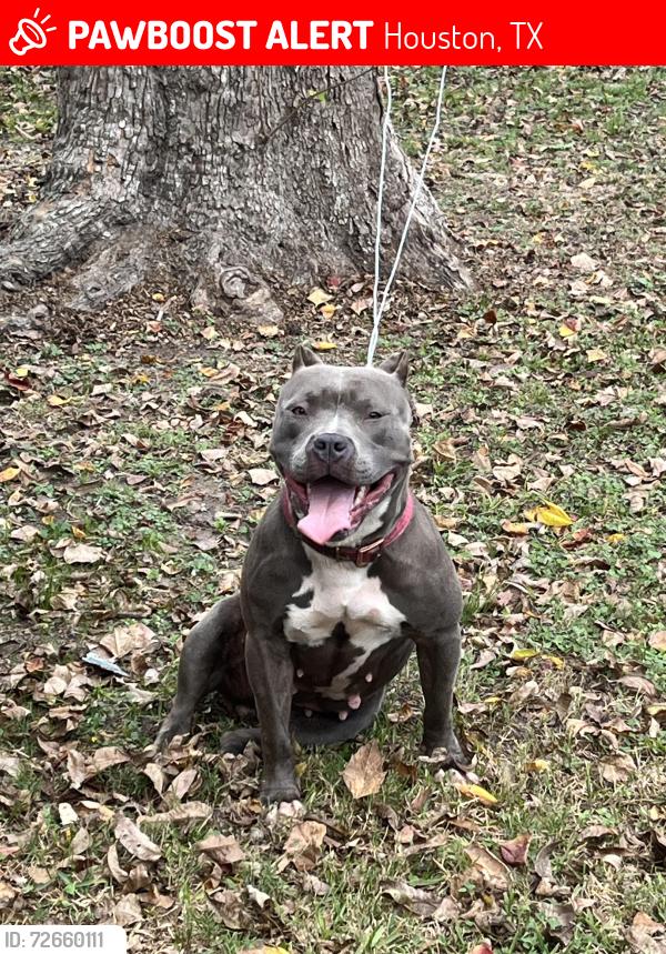 Lost Female Dog last seen Sherman 75th, Houston, TX 77011