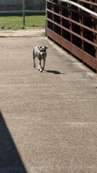 Found/Stray Unknown Dog last seen Carpenters bayou, Houston, TX 77015