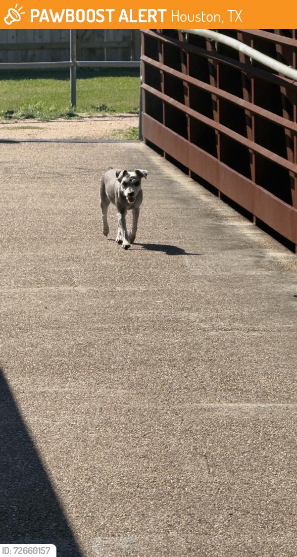 Found/Stray Unknown Dog last seen Carpenters bayou, Houston, TX 77015