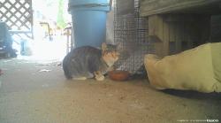 Found/Stray Unknown Cat last seen Near Moraine, Worth Township, PA 16051