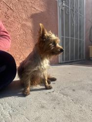 Lost Female Dog last seen Main and 64th st , Los Angeles, CA 90003
