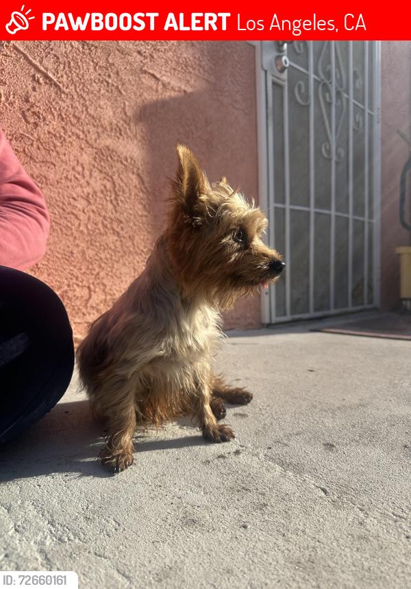 Lost Female Dog last seen Main and 64th st , Los Angeles, CA 90003