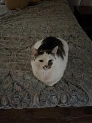 Lost Male Cat last seen Kingston highway, beard lake rd, Floyd County, GA 30161