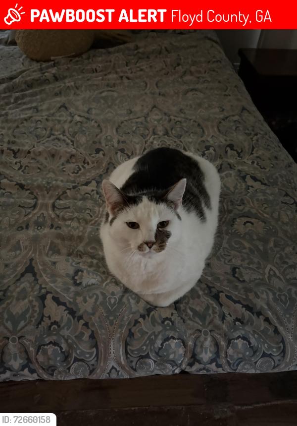 Lost Male Cat last seen Kingston highway, beard lake rd, Floyd County, GA 30161