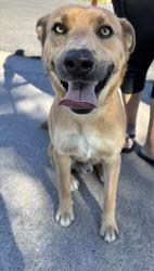 Found/Stray Male Dog last seen Everhart, Corpus Christi, TX 78413