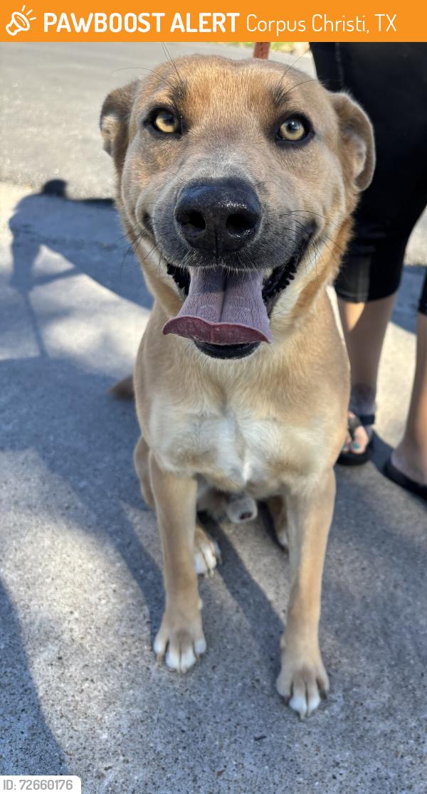 Found/Stray Male Dog last seen Everhart, Corpus Christi, TX 78413