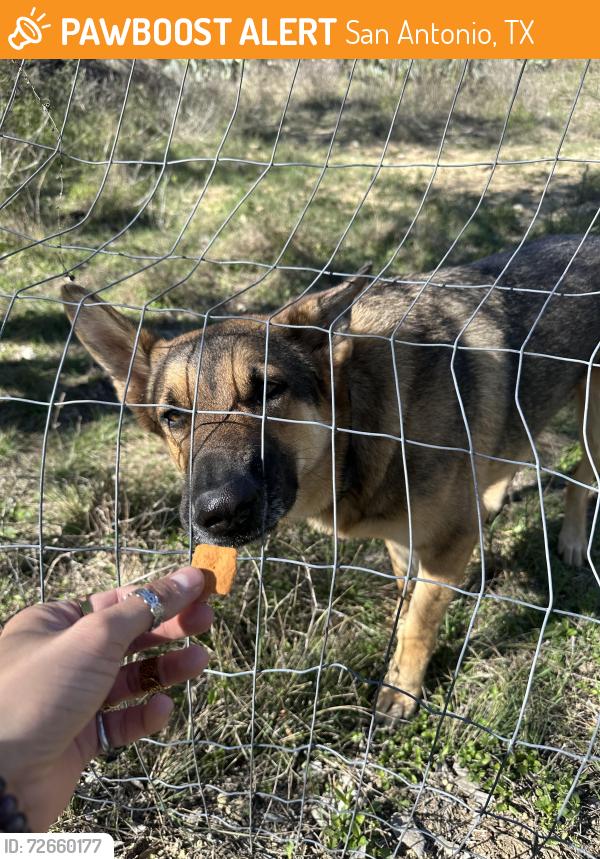 Found/Stray Male Dog last seen Babcock and Spring Time, San Antonio, TX 78249