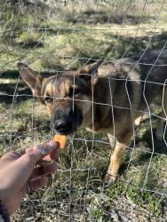Found/Stray Male Dog last seen Babcock and Spring Time, San Antonio, TX 78249