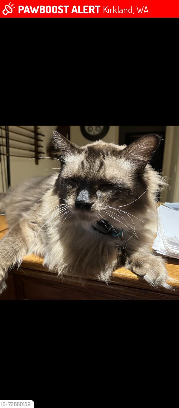 Lost Male Cat last seen 65th Ave NE , Kirkland, WA 98034