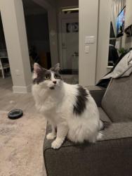 Lost Female Cat last seen Crystal Falls in Lake, Leander, TX 78641