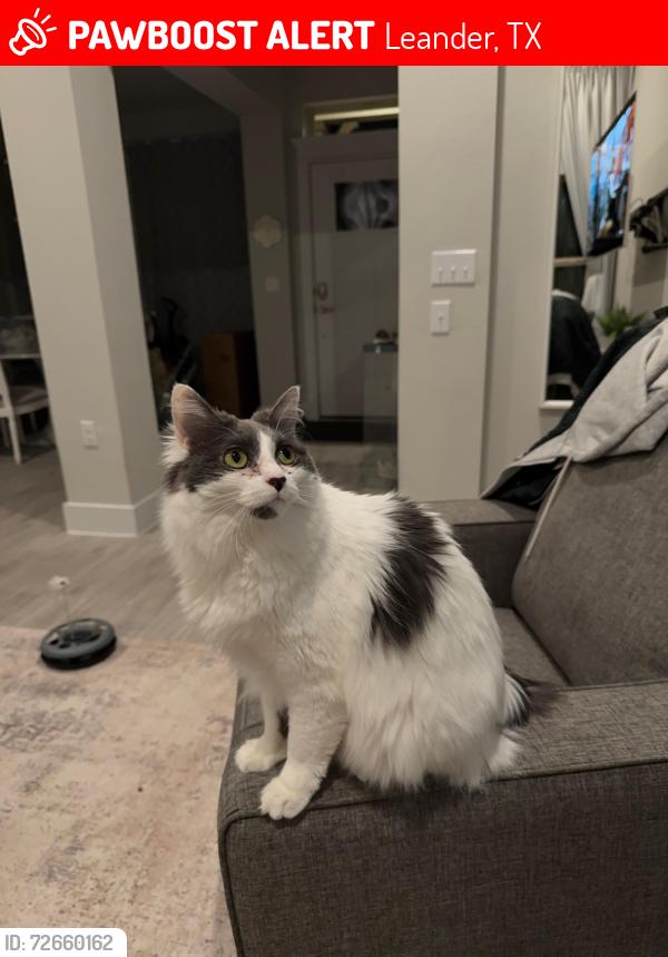Lost Female Cat last seen Crystal Falls in Lake, Leander, TX 78641