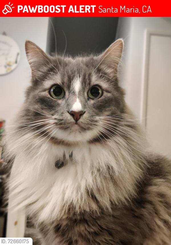 Lost Male Cat last seen Arborwalk community/Ross Shopping center , Santa Maria, CA 93454
