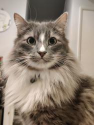 Lost Male Cat last seen Arborwalk community/Ross Shopping center , Santa Maria, CA 93454