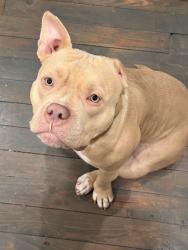 Lost Female Dog last seen Near , Coldspring, TX 77331