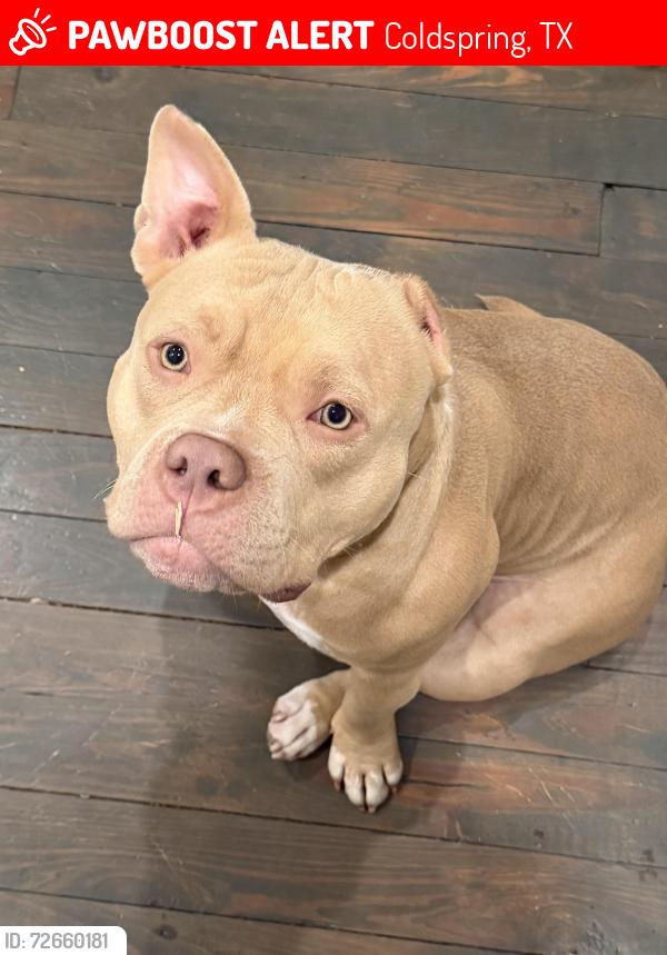 Lost Female Dog last seen Near , Coldspring, TX 77331