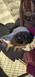 Found/Stray Male Dog last seen County farm and honeyle rd, Blount County, TN 37801