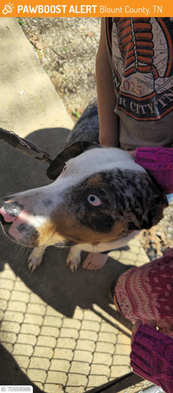 Found/Stray Male Dog last seen County farm and honeyle rd, Blount County, TN 37801