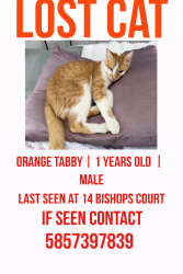 Lost Male Cat last seen Stone road, Pittsford, NY 14534