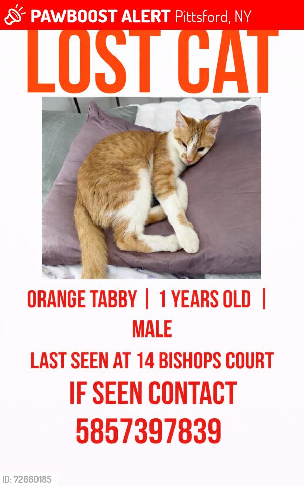 Lost Male Cat last seen Stone road, Pittsford, NY 14534