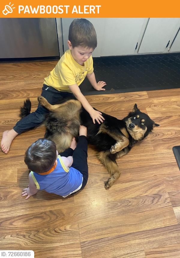 Found/Stray Female Dog last seen Paradise road, Stanislaus County, CA 95358
