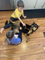 Found/Stray Female Dog last seen Paradise road, Stanislaus County, CA 95358