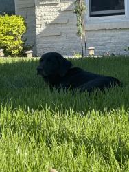 Found/Stray Male Dog last seen Near Andrew St, Mesquite, TX 75149