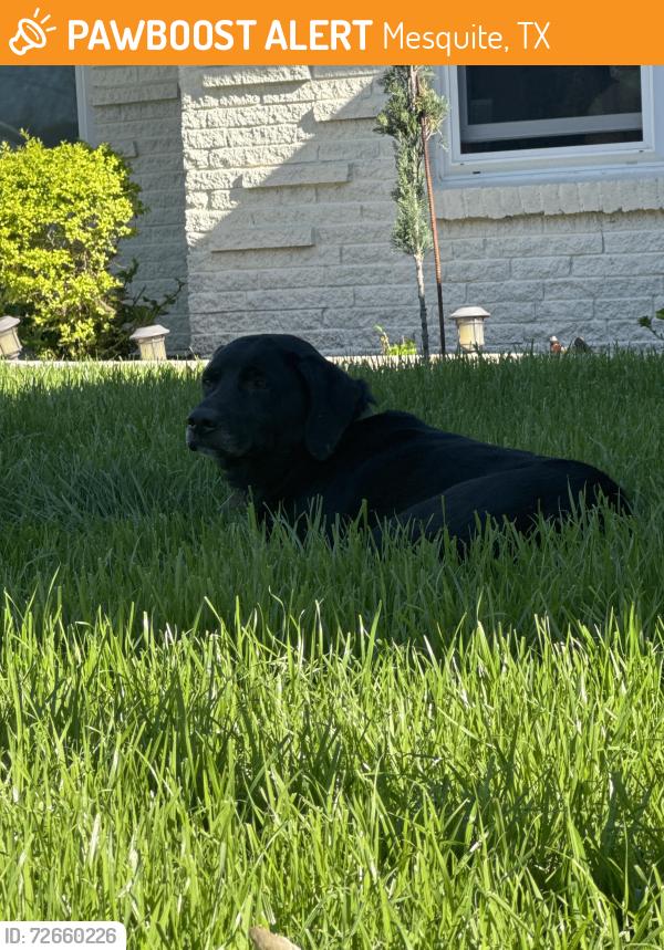 Found/Stray Male Dog last seen Near Andrew St, Mesquite, TX 75149