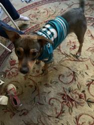 Lost Male Dog last seen And harriet eddy middle school, Elk Grove, CA 95758