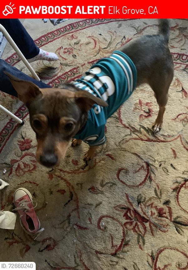 Lost Male Dog last seen And harriet eddy middle school, Elk Grove, CA 95758