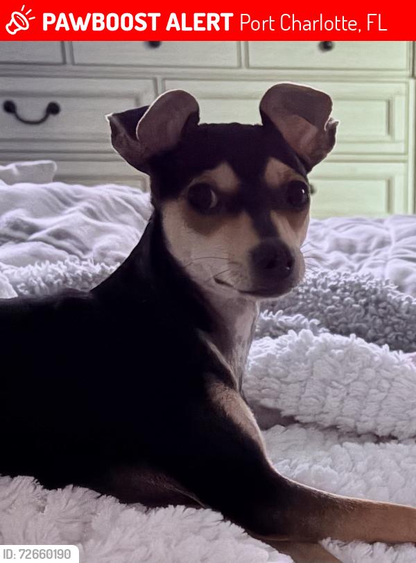 Lost Male Dog last seen Near kohls and  depot, Port Charlotte, FL 33948