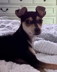 Lost Male Dog last seen Near kohls and  depot, Port Charlotte, FL 33948
