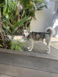 Found/Stray Male Dog last seen Abbot Kinney Blvd, Venice Beach, Los Angeles, CA 90291